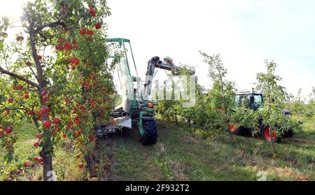 Moderne Apfelernte mit einer Erntemaschine auf einer Plantage mit Obstbäumen Stockfoto