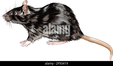 Ratte, Maus aus einem Spritzer Aquarell, farbige Zeichnung, realistisch. Vektordarstellung von Farben Stock Vektor