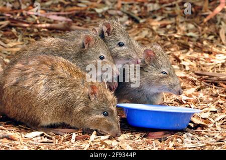 Vier zaghafte, langnasige Potoroo (Potorous Tridactylus), die in ihrem natürlichen Lebensraum in Adelaide, Australien, essen Stockfoto