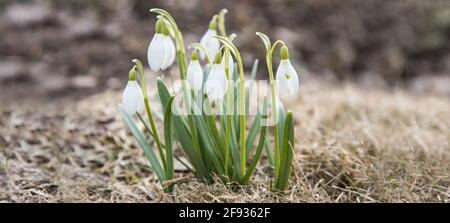 Das Konzept des Frühlingsanbruchs Stockfoto