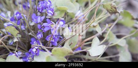 Primeln von Wald lila Farbe. Banner mit Blüten von gewöhnlicher Leberblüte. Stockfoto