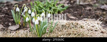 Zarte blühende weiße Schneeglöckchen, Blumenbanner Stockfoto