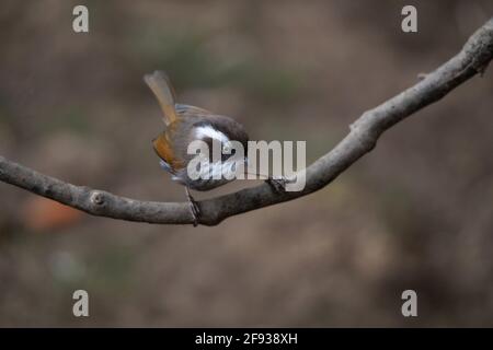 Weiß gebräuntes Fulvetta, Fulvetta vinipectus, Nepal Stockfoto