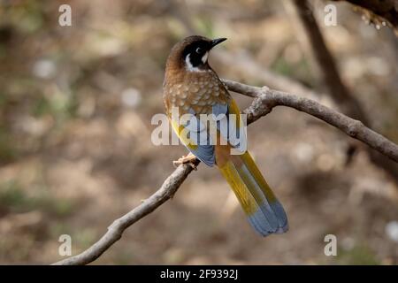 Schwarzgesichtige Lachdrossel, Trochalopteron affine, Nepal Stockfoto