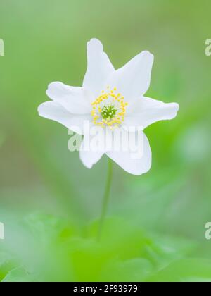 Eine Nahaufnahme einer Waldanemone (Anemone nemorosa) Blume in einem Waldgebiet im Frühjahr im Südwesten Englands. Auch bekannt als Smell Fox, Thimbleweed oder Windflower. Stockfoto