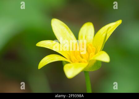 Eine Nahaufnahme einer kleinen Celandine (Ficaria verna, früher Ranunculus ficaria) in einem Waldgebiet im Südwesten Englands. Auch bekannt als Fig Buttercup oder Pilewort. Stockfoto