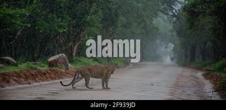 Leopard, bekannt als Erdbeere, überquert die Straße bei starkem Regen. Yala National Park, Sri Lanka. Stockfoto