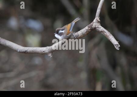 Weiß gebräuntes Fulvetta, Fulvetta vinipectus, Nepal Stockfoto