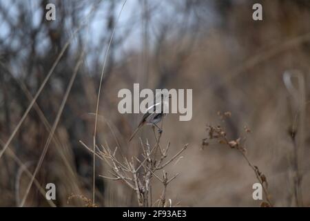Weiß gebräuntes Fulvetta, Fulvetta vinipectus, Nepal Stockfoto