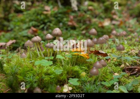 Kleine Pilze wachsen in einem Wald in den Dolomiten (Italien) Stockfoto