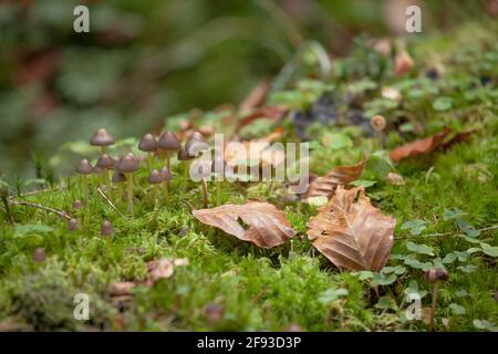 Kleine Pilze wachsen in einem Wald in den Dolomiten (Italien) Stockfoto