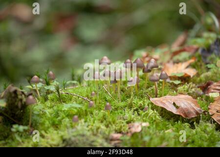 Kleine Pilze wachsen in einem Wald in den Dolomiten (Italien) Stockfoto