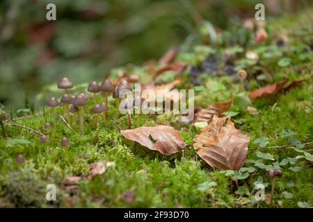 Kleine Pilze wachsen in einem Wald in den Dolomiten (Italien) Stockfoto