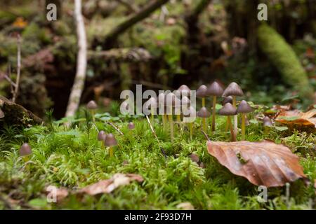 Kleine Pilze wachsen in einem Wald in den Dolomiten (Italien) Stockfoto