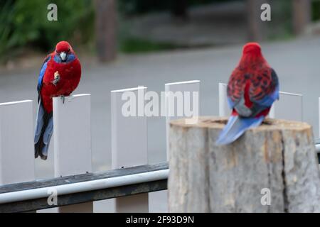 Purpurrote Rosella (Platycercus elegans) auf einem Zaun, der zur Kamera zeigt, mit einem zweiten Vogel im Vordergrund, der weg zeigt Stockfoto