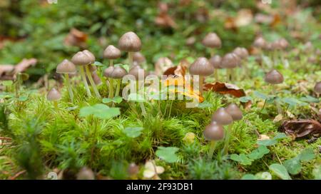 Kleine Pilze wachsen in einem Wald in den Dolomiten (Italien) Stockfoto