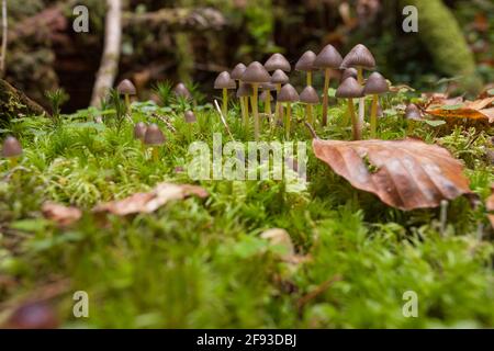 Kleine Pilze wachsen in einem Wald in den Dolomiten (Italien) Stockfoto