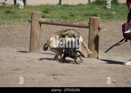 2 sehr aggressive Kampfhunde Stockfoto