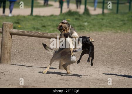 2 sehr aggressive Kampfhunde Stockfoto