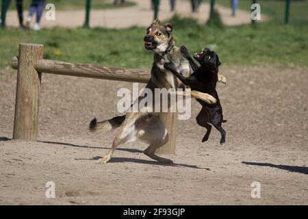 2 sehr aggressive Kampfhunde Stockfoto