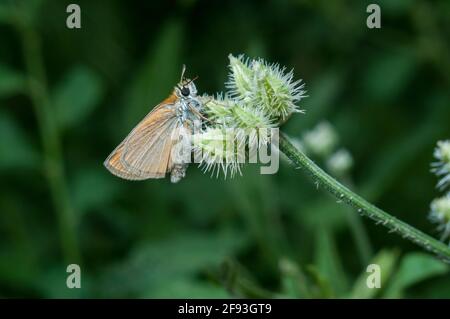 Kleiner Schmetterling sitzt in der Sonne auf einem grünen Strauch Am Sommernachmittag Stockfoto