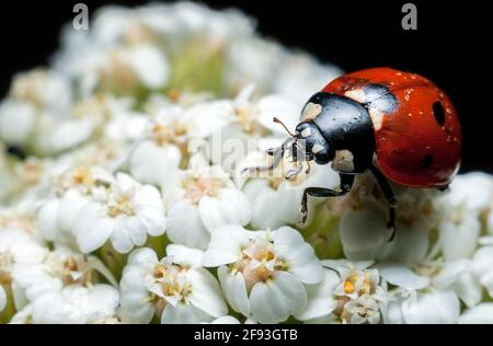 Der Käfer „marienkäfer“ sitzt auf einer weißen Blume, aufgenommen durch Makroaufnahmen auf schwarzem Hintergrund Stockfoto