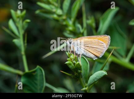 Kleiner Schmetterling sitzt in der Sonne auf einem grünen Strauch Am Sommernachmittag Stockfoto