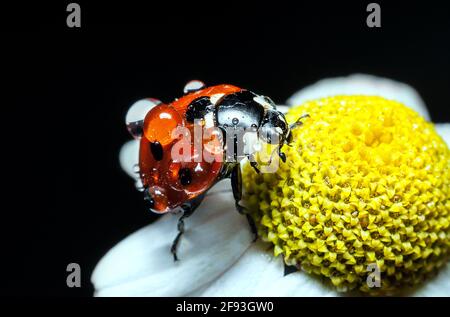 „marienkäfer“-Käfer mit Wassertropfen auf seinen Flügeln sitzt auf einer Kamillenblume, aufgenommen von Makrofotografie auf schwarzem Hintergrund Stockfoto