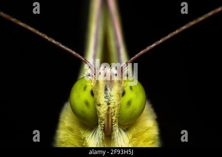 Schmetterlingsschnauze, fotografiert Makro auf schwarzem Hintergrund, mit Augen, mit Antennen und mit Proboscis Stockfoto