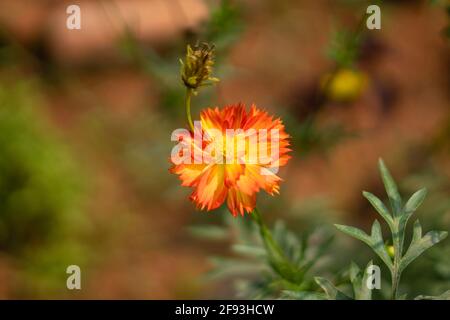 Cosmic Orange Schwefel Multicolor Cosmos Pflanze und Blume, Cosmos sulfureus, Indien Stockfoto