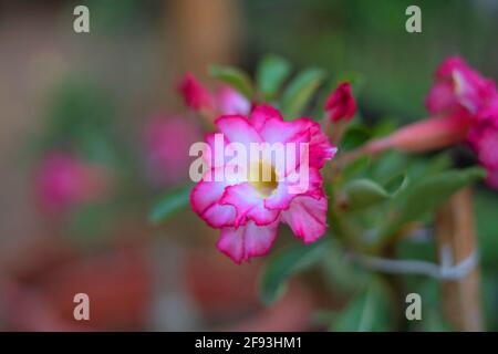 Wüstenrose Doppelblume, Rosa und Weiß, Adenium obesum, Indien Stockfoto