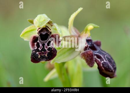 Sehr seltene, endemische Bienenorchidee (Ophrys kotschyi) auf Xerothermen Grasland Stockfoto