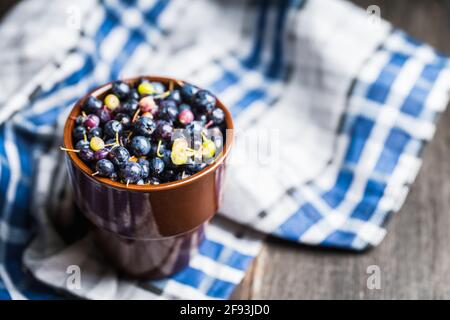 Frisch geerntete wilde Heidelbeeren in einer Schüssel. Selektiver Fokus. Geringe Schärfentiefe. Stockfoto