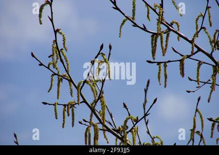 Populus nigra blüht im frühen Frühjahr Zweig auf Holz Stockfoto