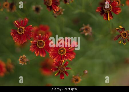 Orange Plains Coreopsis Flowers, Coreopsis tinctoria, Indien Stockfoto