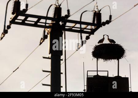 Städtisches Industrieumfeld, Storchennest auf dem Kamin, Vogelsilhouette Stromkabel Stockfoto