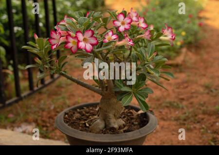 Wüstenrose Einzelblütenpflanze, Adenium obesum, Indien Stockfoto