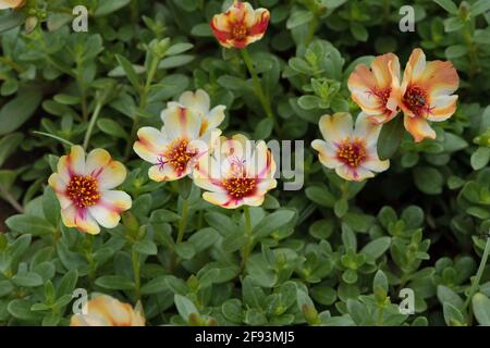 Moosrose Duet, Portulaca grandiflora. Pflanze und Blume Stockfoto