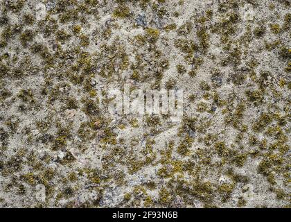 Die Betonoberfläche ist mit Moos bedeckt Stockfoto