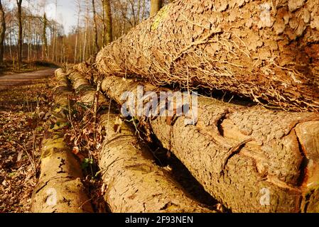Haufen von gefällten Baumstämmen im Sonnenlicht Stockfoto