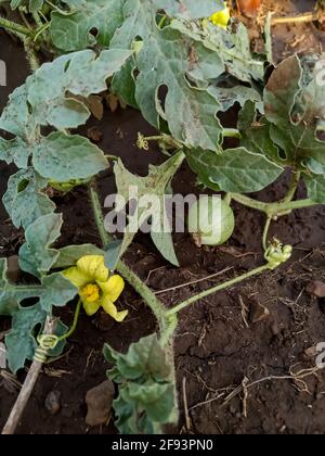 Wassermelonen beginnen auf den Feldern zu wachsen Stockfoto