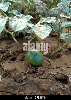 Wassermelonen beginnen auf den Feldern zu wachsen Stockfoto
