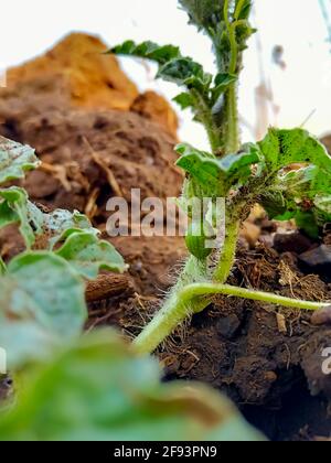 Wassermelonen beginnen auf den Feldern zu wachsen Stockfoto