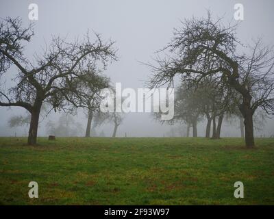 Blattlose Bäume im Winter mit Nebel auf einer grünen Wiese Stockfoto