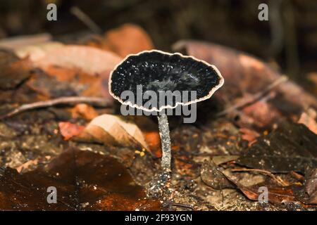 Einzelne schwarze Pilze mit einem weißen Ring, der in einem wächst Tropischer Wald Stockfoto