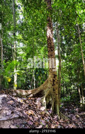 Ein elegant aussehender Feigenbaum, der in einem tropischen Wald wächst Stockfoto