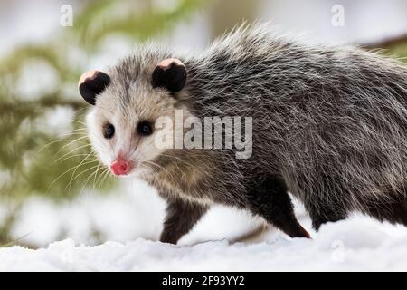 Virginia opossum, Didelphisvirginiana, während eines Wintertages in Mecosta County, Michigan, USA, auf Nahrungssuche Stockfoto