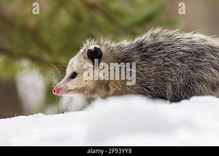 Virginia opossum, Didelphisvirginiana, während eines Wintertages in Mecosta County, Michigan, USA, auf Nahrungssuche Stockfoto