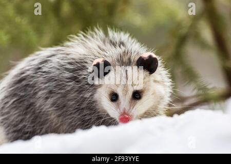 Virginia opossum, Didelphisvirginiana, während eines Wintertages in Mecosta County, Michigan, USA, auf Nahrungssuche Stockfoto