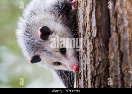 Virginia opossum, Didelphisvirginiana, während eines Wintertages in Mecosta County, Michigan, USA, auf Nahrungssuche Stockfoto